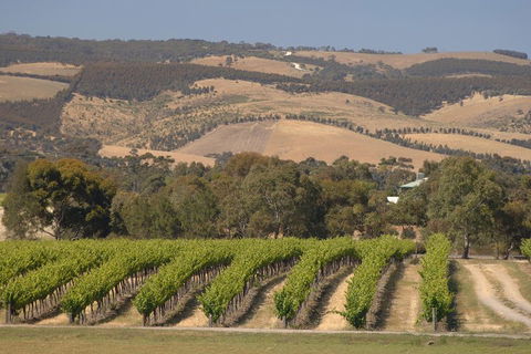 McLaren Vale And Glenelg Wine Tasting And Sightseeing (Half-day Afternoon) - Hotel WA 2