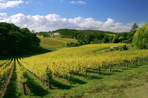 McLaren Vale And Glenelg Wine Tasting And Sightseeing (Half-day Afternoon) - Hotel WA 4
