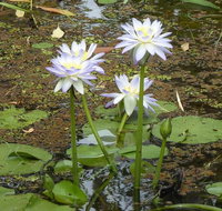 Yellow Water Cruise - Kakadu - Hotel WA