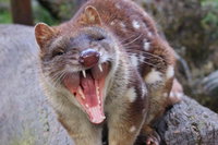 After Dark Tasmanian Devil Feeding Tour at Cradle Mountain