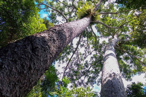 Paronella Park And Millaa Millaa Falls Full-day Tour From Cairns - Hotel WA 1