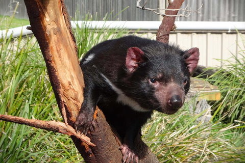 6-Day Tasmania Small-Group Guided Tour With Gourmet Food - Hotel WA 1