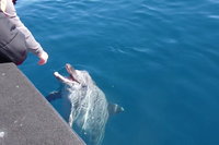 Noosa Wild Dolphin Safari