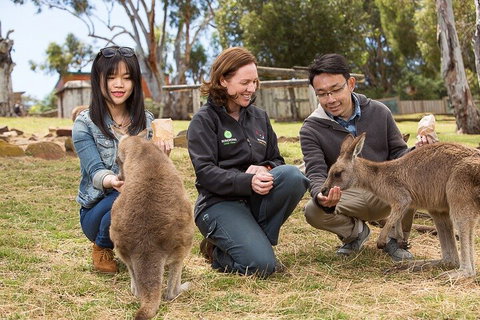 Bonorong Wildlife Park And Richmond Afternoon Tour From Hobart - Hotel WA 1