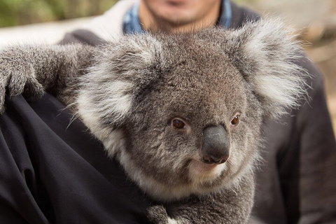 Bonorong Wildlife Park And Richmond Afternoon Tour From Hobart - Hotel WA 2