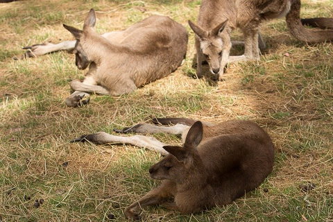 Bonorong Wildlife Park And Richmond Afternoon Tour From Hobart - Hotel WA 3