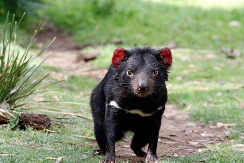 Bonorong Wildlife Park And Richmond Afternoon Tour From Hobart - Hotel WA 4