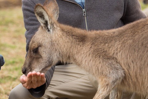 Bonorong Wildlife Park And Richmond Afternoon Tour From Hobart - Hotel WA 5