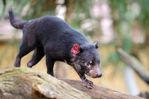 Kangaroos & Koala Encounter Experience (Half Day Private Tour) - Hotel WA 1