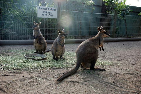 Kangaroos & Koala Encounter Experience (Half Day Private Tour) - Hotel WA 2