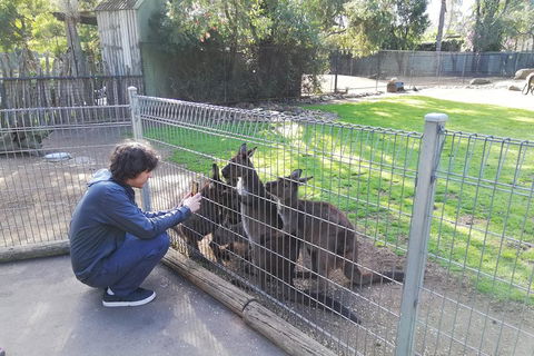 Kangaroos & Koala Encounter Experience (Half Day Private Tour) - Hotel WA 4