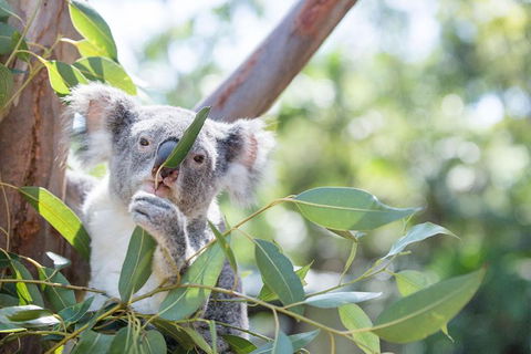 Kangaroos & Koala Encounter Experience (Half Day Private Tour) - Hotel WA 5