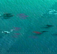 40-45 Minute Port Stephens and Stockton Beach Helicopter Flight - For 2 - Hotel WA