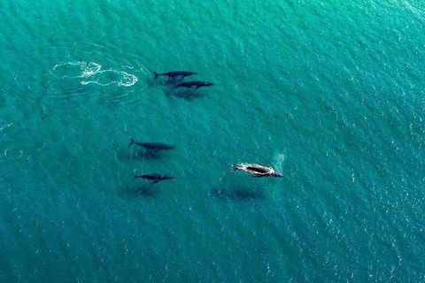 40-45 Minute Port Stephens And Stockton Beach Helicopter Flight - For 2 - Hotel WA 0