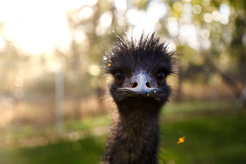 Victor Harbor And McLaren Vale Wine Region Day Tour - Hotel WA 2