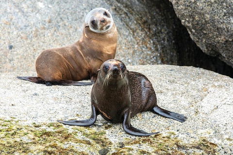 Victor Harbor And McLaren Vale Wine Region Day Tour - Hotel WA 4