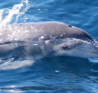 Jervis Bay Dolphin Watch Cruise - Hotel WA