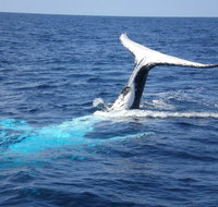 Whale Watching Jervis Bay - Hotel WA