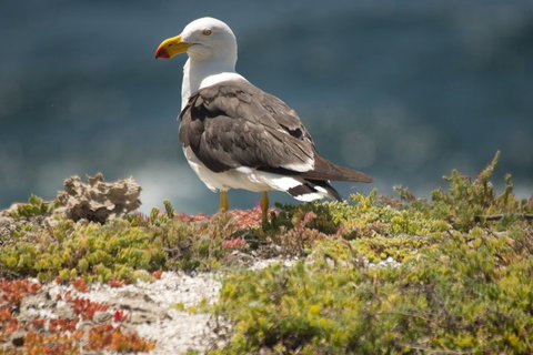 From The Mountains To The Bay - 4 Day Rediscovery Small Group Tour - Hotel WA 1