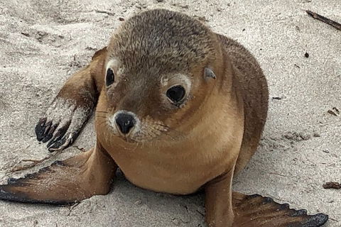 Kangaroo Island Scenic Trail Tour - Hotel WA 0