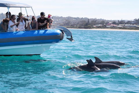 Seal Island Boat Tour From Victor Harbor - Hotel WA 5