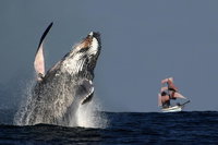 Sydney Harbour Tall Ship Whale  Sail - Whale Watching Cruise