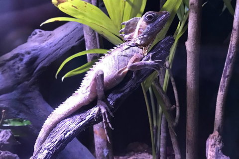 Cairns Aquarium Admission Ticket - Hotel WA 0