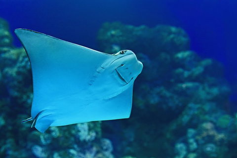 Cairns Aquarium Admission Ticket - Hotel WA 2