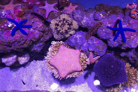 Cairns Aquarium Admission Ticket - Hotel WA 5