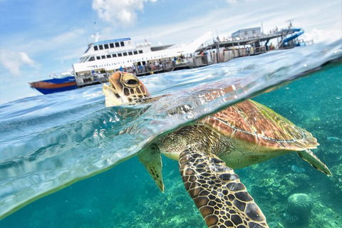 Outer Reef Pontoon Experience From Cairns - Hotel WA 5