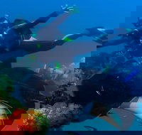 Scuba Dive the S.S. Yongala Wreck on the Great Barrier Reef. - Hotel WA